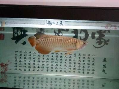 本溪龍魚(yú)vs祥龍魚(yú)場(chǎng)（探討本溪龍魚(yú)與祥龍魚(yú)場(chǎng)的差異之前，我們需要明確兩者所指的內(nèi)容） 全國(guó)水族館企業(yè)名錄 第1張