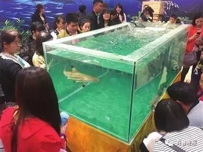 銀川水族館vs祥龍魚場（銀川水族館是一家知名水族館之一，祥龍魚場將是您的好去處） 全國水族館企業(yè)名錄 第3張