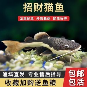 齊齊哈爾龍魚vs祥龍魚場(chǎng)（探討齊齊哈爾龍魚與祥龍魚的差異之前需要明確兩個(gè)概念） 全國水族館企業(yè)名錄 第1張