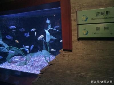 阿里水族館vs祥龍魚(yú)場(chǎng)（探討阿里水族館與祥龍魚(yú)場(chǎng)之間的對(duì)比之前需要明確兩者的基本信息） 全國(guó)水族館企業(yè)名錄 第2張