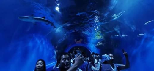 西寧水族館vs祥龍魚(yú)場(chǎng)（西寧水族館位于青海省西寧市主要經(jīng)營(yíng)觀賞魚(yú)、水族器材等產(chǎn)品） 全國(guó)水族館企業(yè)名錄 第1張