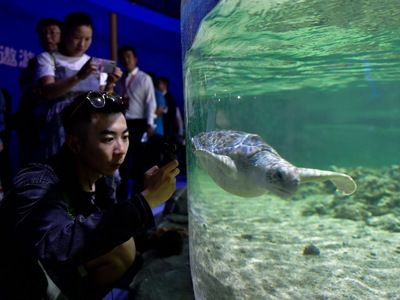 西寧水族館vs祥龍魚(yú)場(chǎng)（西寧水族館位于青海省西寧市主要經(jīng)營(yíng)觀賞魚(yú)、水族器材等產(chǎn)品） 全國(guó)水族館企業(yè)名錄 第4張