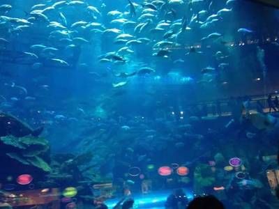 泰州水族館vs祥龍魚場（探討泰州水族館與祥龍魚場的區(qū)別之前需要明確兩者的主要業(yè)務和特點） 全國水族館企業(yè)名錄 第5張