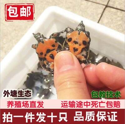 撫州龍魚vs祥龍魚場(chǎng)（撫州龍魚與祥龍魚場(chǎng)之間的區(qū)別） 全國(guó)水族館企業(yè)名錄 第2張