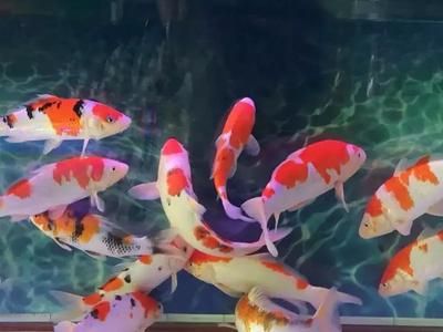 麗江水族館vs祥龍魚場（麗江水族館與祥龍魚場有什么區(qū)別？） 全國水族館企業(yè)名錄 第5張