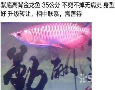 大慶龍魚vs祥龍魚場（大慶龍魚與祥龍魚場的區(qū)別） 全國水族館企業(yè)名錄 第2張