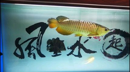 大慶龍魚vs祥龍魚場（大慶龍魚與祥龍魚場的區(qū)別） 全國水族館企業(yè)名錄 第5張