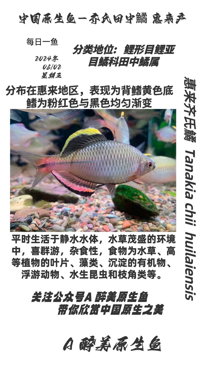 惠來齊氏鱊（分布在惠來地區(qū)分布在惠來地區(qū)） 觀賞魚論壇