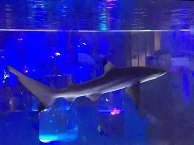 呼和浩特水族館vs祥龍魚場（呼和浩特水族館與祥龍魚場各有側(cè)重）