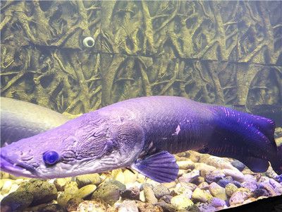 清遠(yuǎn)水族館vs祥龍魚場（探討清遠(yuǎn)水族館與祥龍魚場之間的差異之前需要明確兩者的基本信息和業(yè)務(wù)范圍） 全國水族館企業(yè)名錄 第1張