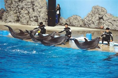 南平水族館vs祥龍魚場（南平水族館和祥龍魚場有什么區(qū)別？） 全國水族館企業(yè)名錄 第3張