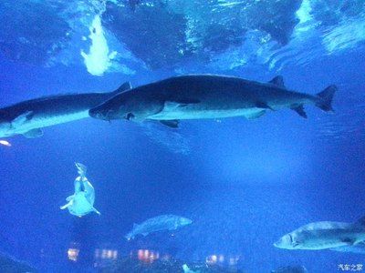 葫蘆島水族館vs祥龍魚場(chǎng)（葫蘆島水族館和祥龍魚場(chǎng)是與水族相關(guān)的場(chǎng)所，但它們之間存在區(qū)別） 全國水族館企業(yè)名錄 第2張