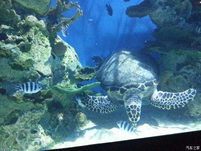 葫蘆島水族館vs祥龍魚場(chǎng)（葫蘆島水族館和祥龍魚場(chǎng)是與水族相關(guān)的場(chǎng)所，但它們之間存在區(qū)別） 全國水族館企業(yè)名錄 第5張