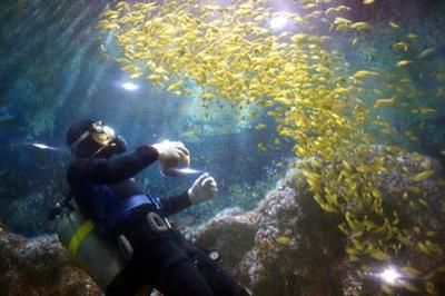 鶴壁水族館vs祥龍魚場（鶴壁水族館和祥龍魚場有什么區(qū)別？） 全國水族館企業(yè)名錄 第4張