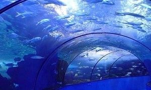 鶴壁水族館vs祥龍魚場（鶴壁水族館和祥龍魚場有什么區(qū)別？） 全國水族館企業(yè)名錄 第3張