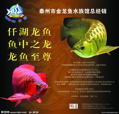 泰州龍魚(yú)vs祥龍魚(yú)場(chǎng)（泰州龍魚(yú)和祥龍魚(yú)場(chǎng)） 全國(guó)水族館企業(yè)名錄 第5張