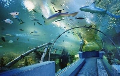 鎮(zhèn)江水族館vs祥龍魚場（鎮(zhèn)江水族館和祥龍魚場哪個好） 全國水族館企業(yè)名錄 第5張