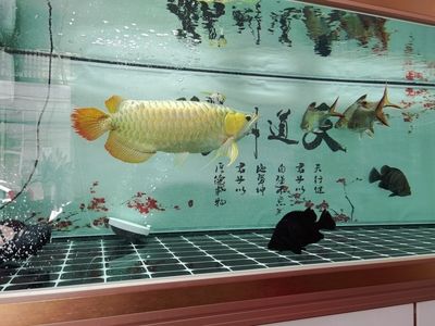 盤錦水族館vs祥龍魚場(chǎng)（盤錦水族館和祥龍魚場(chǎng)哪個(gè)好） 全國(guó)水族館企業(yè)名錄 第2張