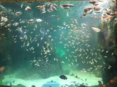 黃岡水族館vs祥龍魚場（探討黃岡水族館與祥龍魚場之間的差異之前需要明確基本信息） 全國水族館企業(yè)名錄 第2張