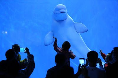 昌都水族館vs祥龍魚場（昌都水族館和祥龍魚場和觀賞魚相關(guān)的競爭關(guān)系不同） 全國水族館企業(yè)名錄 第2張