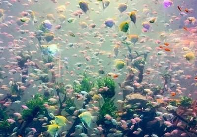 賀州水族館vs祥龍魚場（賀州水族館在搜索結(jié)果中未找到具體信息） 全國水族館企業(yè)名錄 第1張