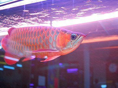 臺灣水族館vs祥龍魚場（臺灣水族館與祥龍魚場之間的差異之前，我們需要明確的搜索結(jié)果） 全國水族館企業(yè)名錄 第4張