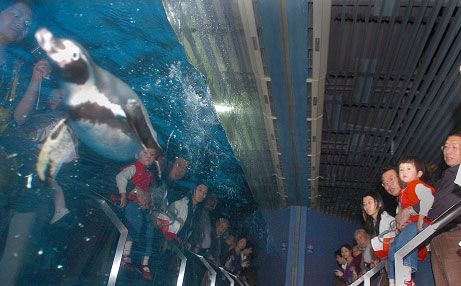 臺灣水族館vs祥龍魚場（臺灣水族館與祥龍魚場之間的差異之前，我們需要明確的搜索結(jié)果） 全國水族館企業(yè)名錄 第1張