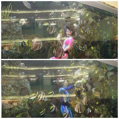 臺灣水族館vs祥龍魚場（臺灣水族館與祥龍魚場之間的差異之前，我們需要明確的搜索結(jié)果） 全國水族館企業(yè)名錄 第5張