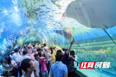 益陽水族館vs祥龍魚場（益陽水族館與祥龍魚場的區(qū)別） 全國水族館企業(yè)名錄 第1張