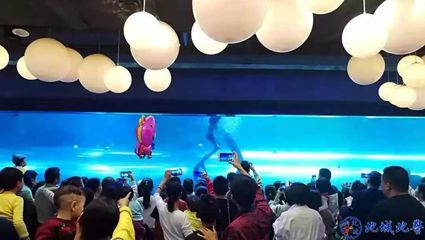 益陽水族館vs祥龍魚場（益陽水族館與祥龍魚場的區(qū)別） 全國水族館企業(yè)名錄 第2張