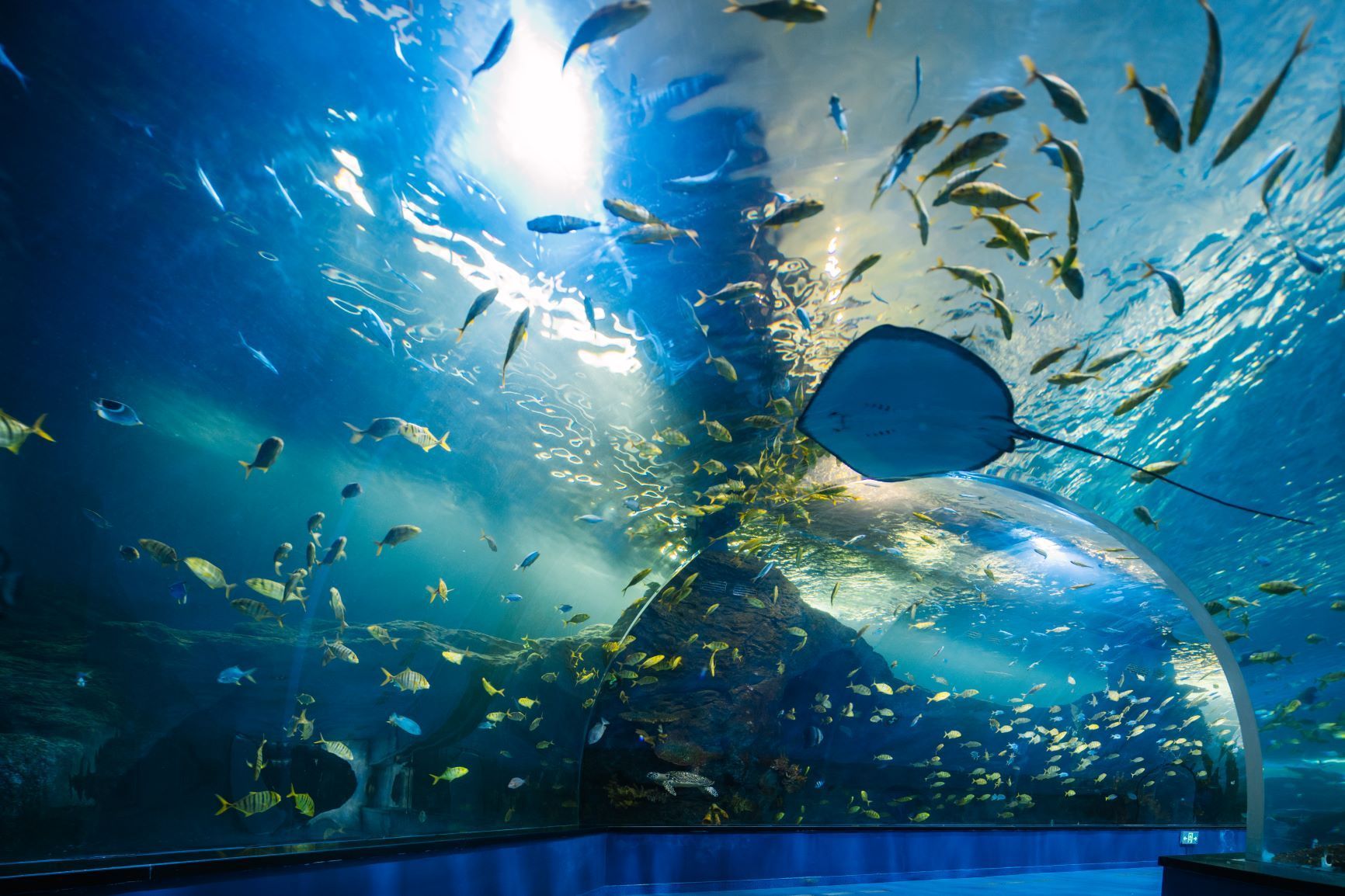 益陽水族館vs祥龍魚場（益陽水族館與祥龍魚場的區(qū)別） 全國水族館企業(yè)名錄 第5張