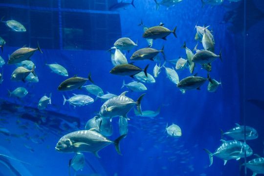 張家界水族館vs祥龍魚(yú)場(chǎng)（張家界水族館與祥龍魚(yú)場(chǎng)的區(qū)別） 全國(guó)水族館企業(yè)名錄 第1張