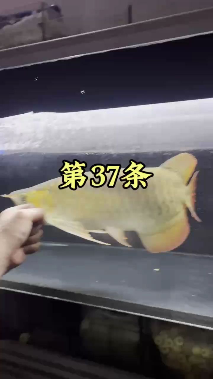 買一條魚，花了5800（買回來第37條,宇哥6519評論：不錯，加油?。?觀賞魚論壇