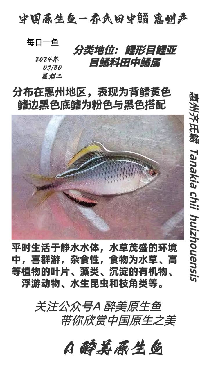 惠州齊氏鱊（分布在惠州地區(qū)分布在惠州地區(qū)） 觀賞魚論壇