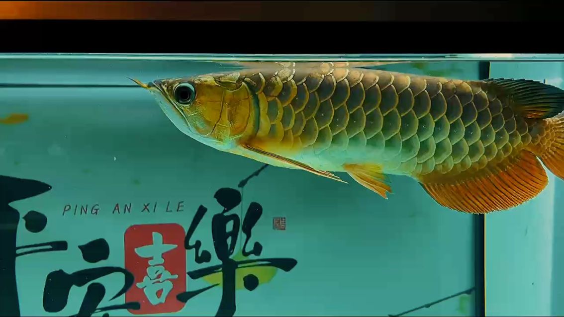 （k磨雞，漂亮） 觀賞魚(yú)論壇