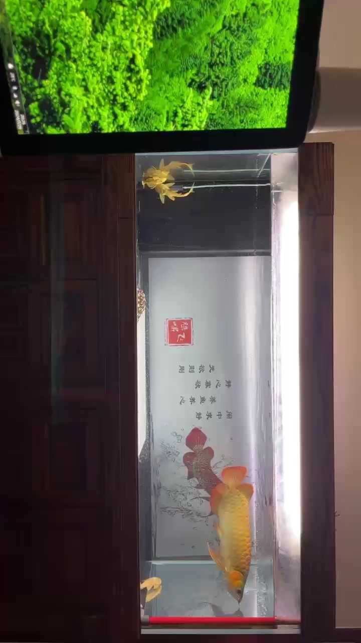 一天天紅起來了（cxi8dwmc評論：大哥的紅龍品相不錯哦,北京老寧評論：挺好的）