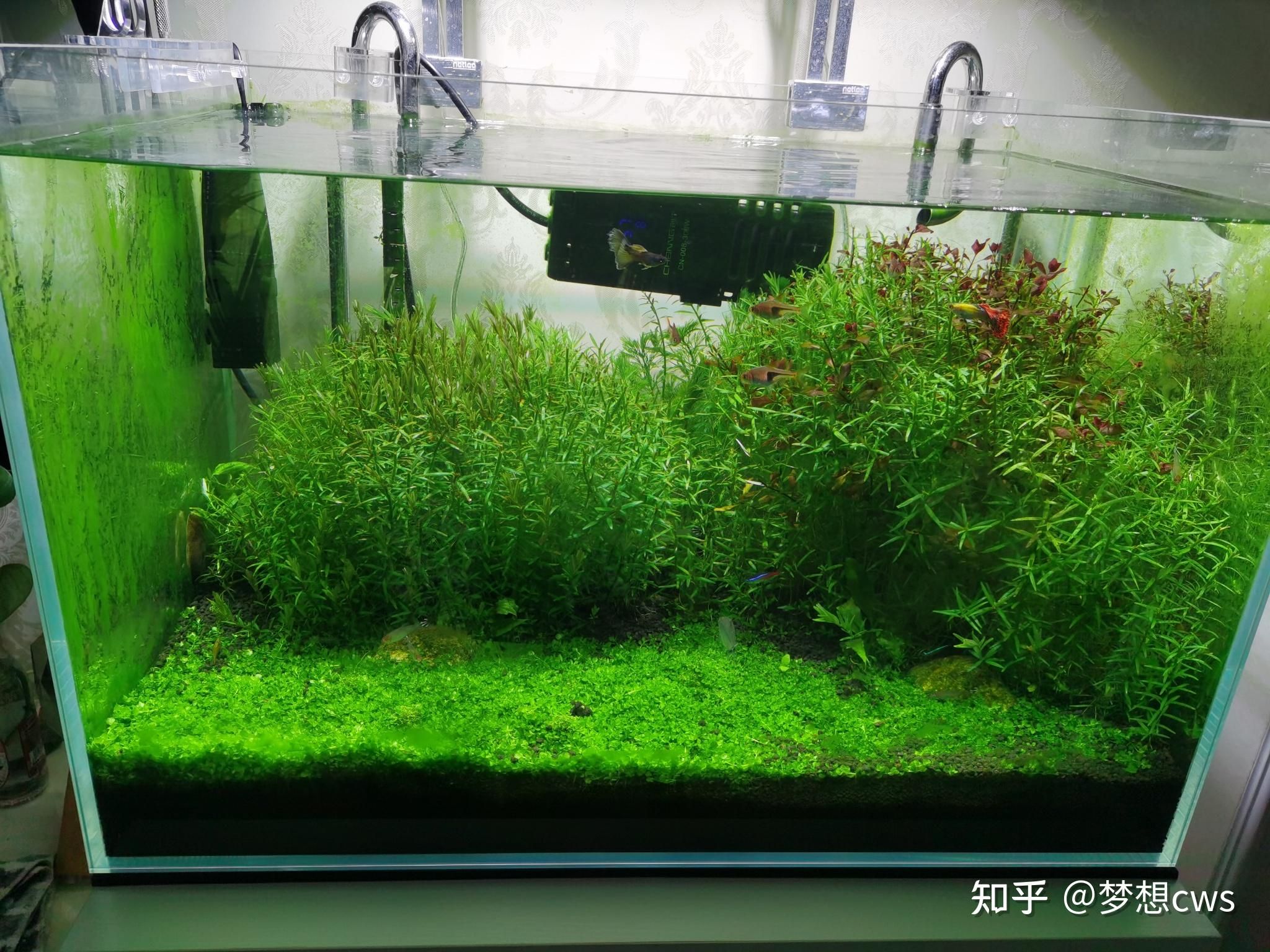 魚缸里生綠藻怎么辦（魚缸里生綠藻怎么辦，）