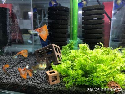 魚缸水不干凈,要怎么過濾呀？（魚缸水不干凈怎么辦） 魚缸百科 第4張