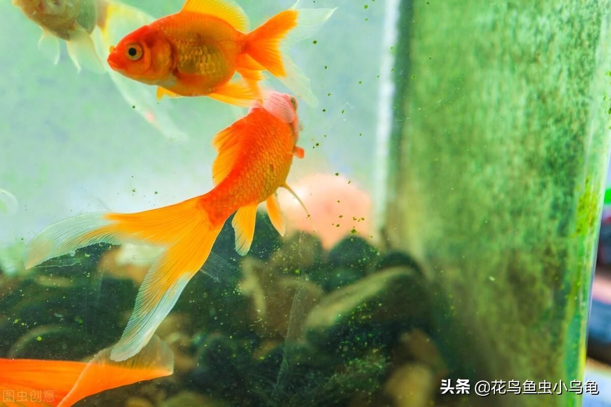 過(guò)濾魚(yú)缸水渾濁怎么變清（過(guò)濾魚(yú)缸水渾濁怎么變清魚(yú)缸水渾濁怎么變清） 魚(yú)缸百科 第5張