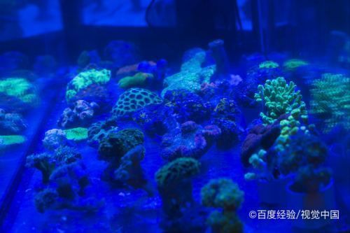 魚缸里的水渾濁怎么辦加什么變清澈（魚缸里的水渾濁怎么辦） 魚缸百科 第1張