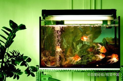 魚缸里的水渾濁怎么辦加什么變清澈（魚缸里的水渾濁怎么辦） 魚缸百科 第2張