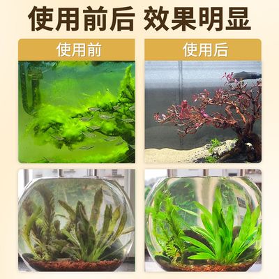 魚缸怎么去除綠藻小妙招（魚缸怎么去除綠藻） 魚缸百科 第1張