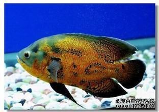 魚缸增氧泵需要一直開著嗎,只養(yǎng)了一只（魚缸增氧泵需要一直開著嗎魚缸增氧泵需要一直開嗎） 魚缸百科 第4張