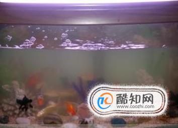 魚缸水太渾濁,有什么辦法變清（如何改善魚缸水質(zhì)）