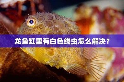 龍魚缸里有白色線蟲怎么解決（龍魚缸里有白色線蟲怎么辦）