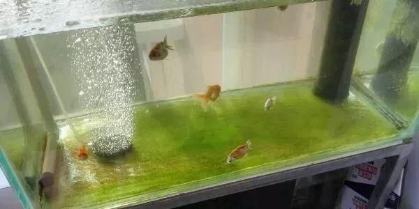 魚缸里長青苔怎么解決（魚缸里長青苔怎么辦） 魚缸百科 第5張