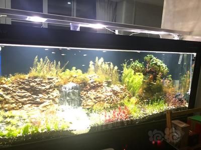 龍魚缸圖片大全圖（高清龍魚魚缸背景圖片大全） 魚缸百科 第4張