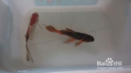 魚(yú)缸渾濁的水變清的三種方法（魚(yú)缸水質(zhì)渾濁怎么辦）