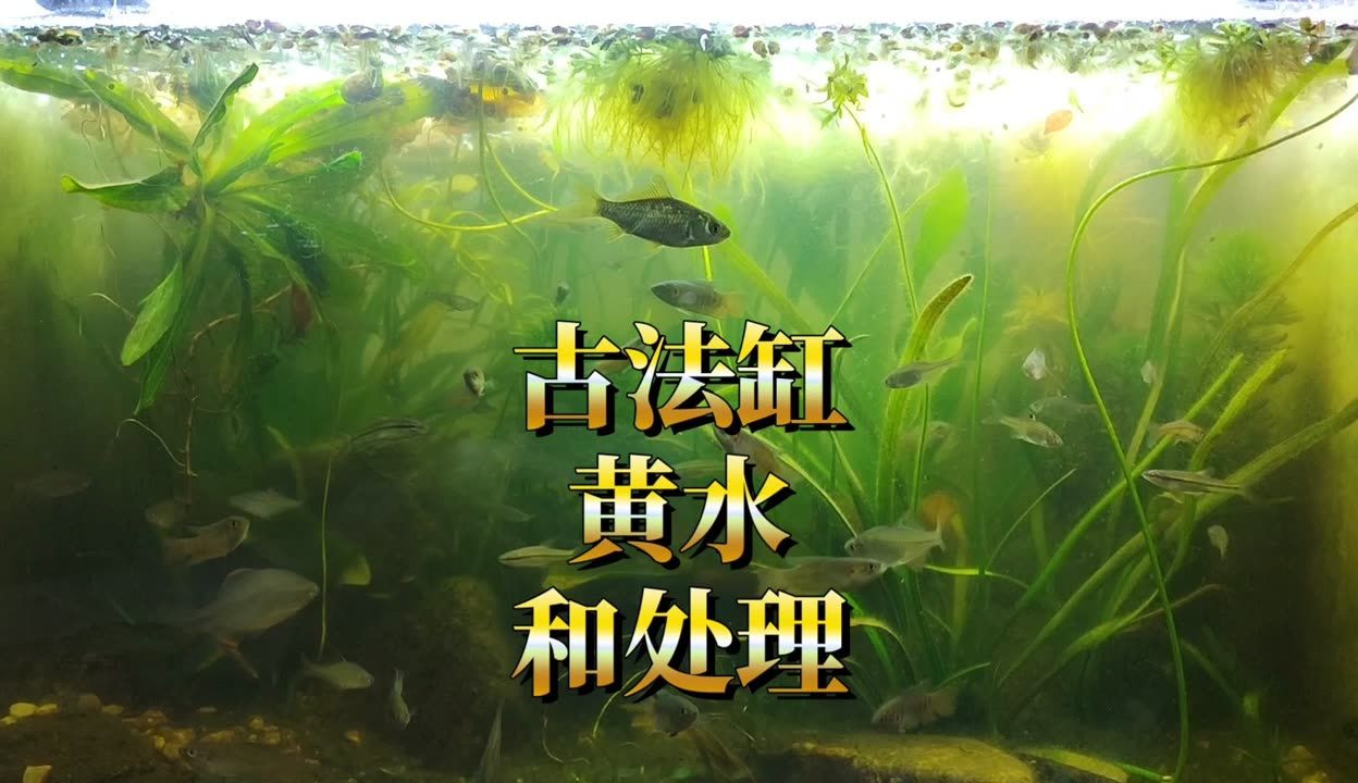 魚缸的水發(fā)黃怎么辦怎么變清（魚缸水發(fā)黃怎么辦） 魚缸百科 第4張