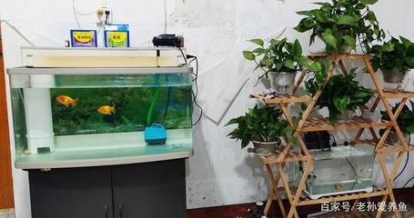 魚缸過濾器怎么安裝（魚缸過濾器安裝步驟）